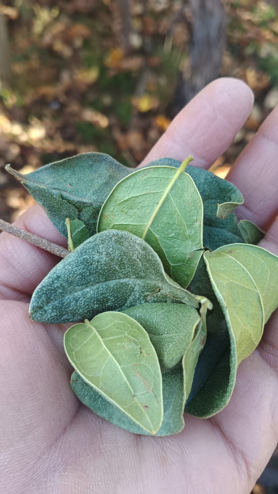 Tintura medicinal orgánica — Tónico hepático
