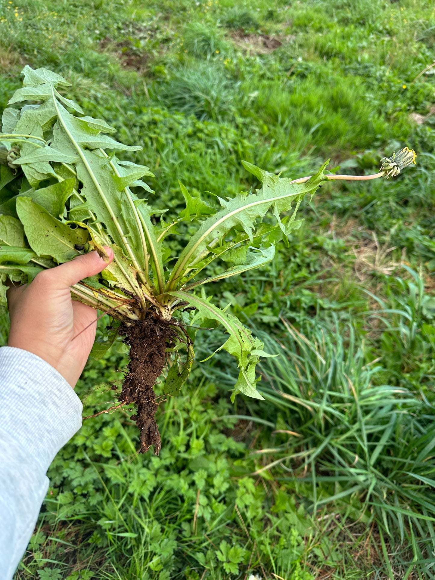 Tintura medicinal orgánica — Raíz de diente de león