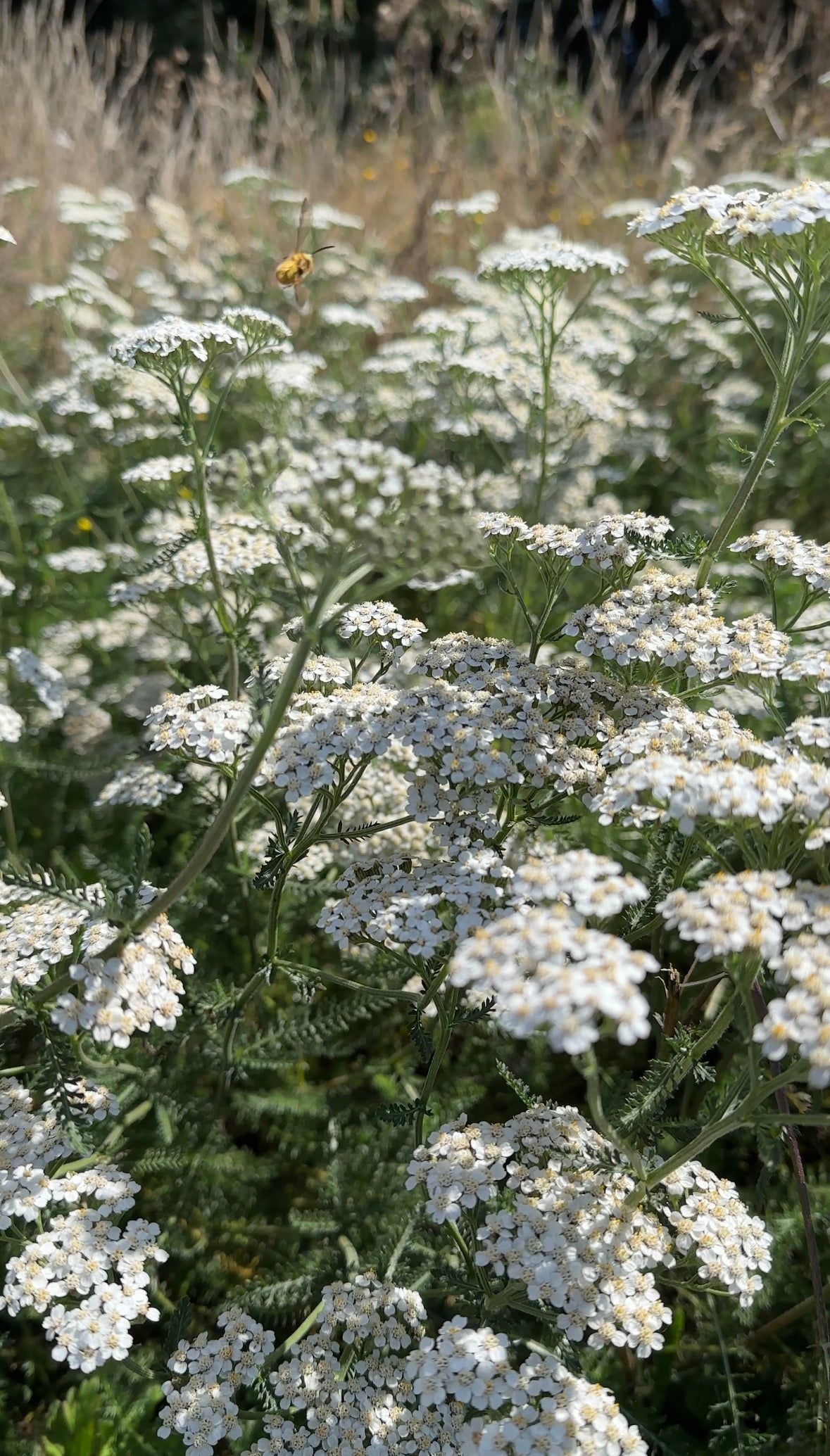 Tintura medicinal orgánica — Milenrama