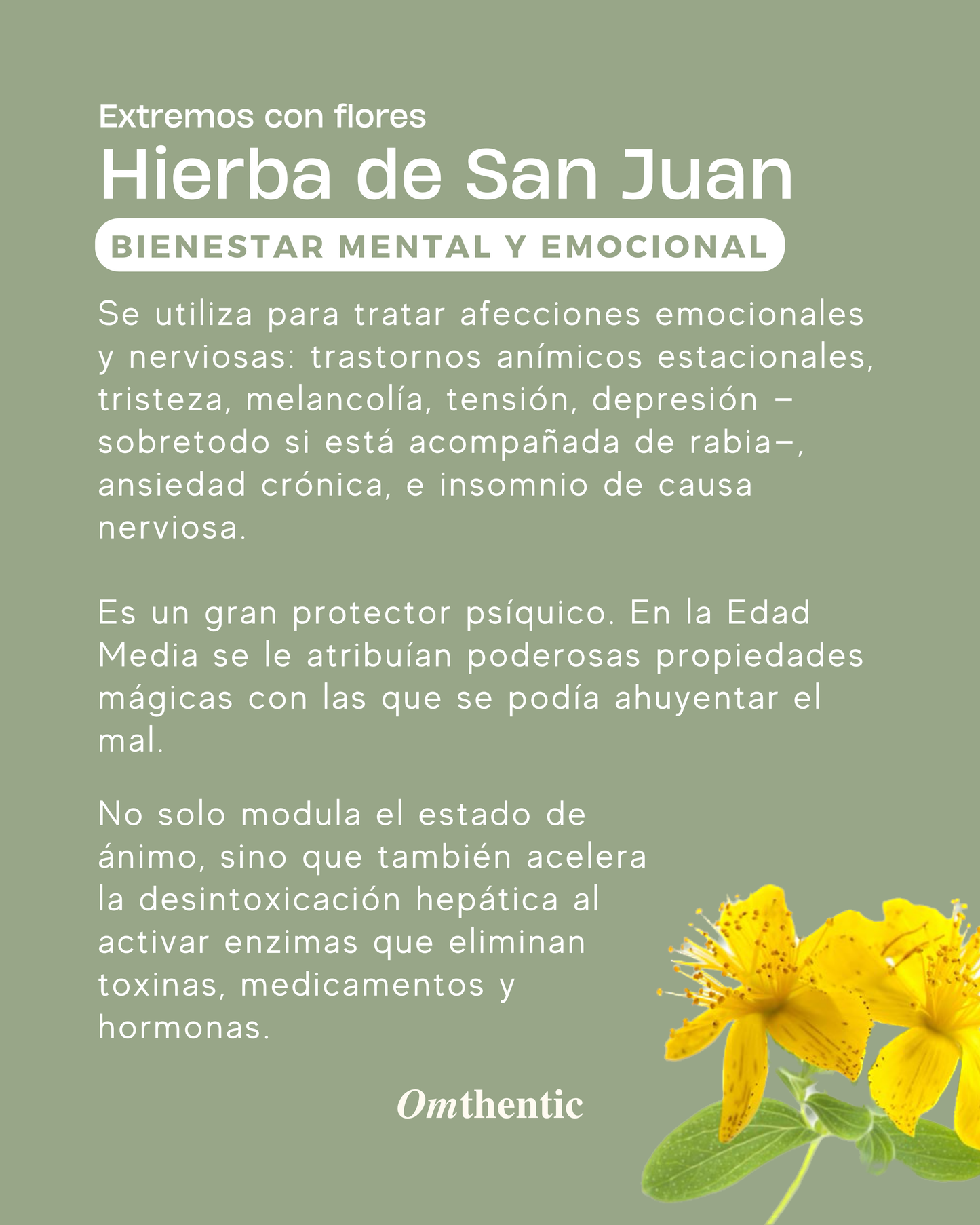 Tintura medicinal orgánica — Hierba de San Juan