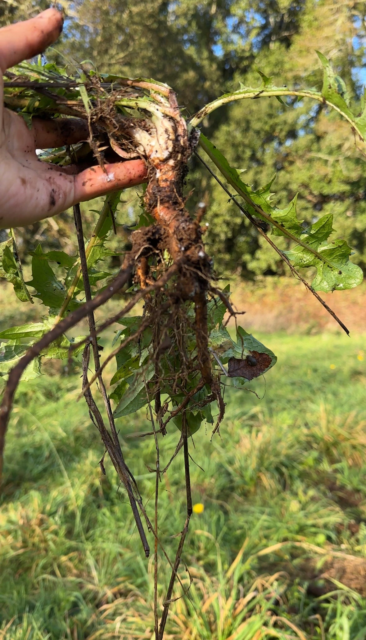 Tintura medicinal orgánica — Tónico hepático