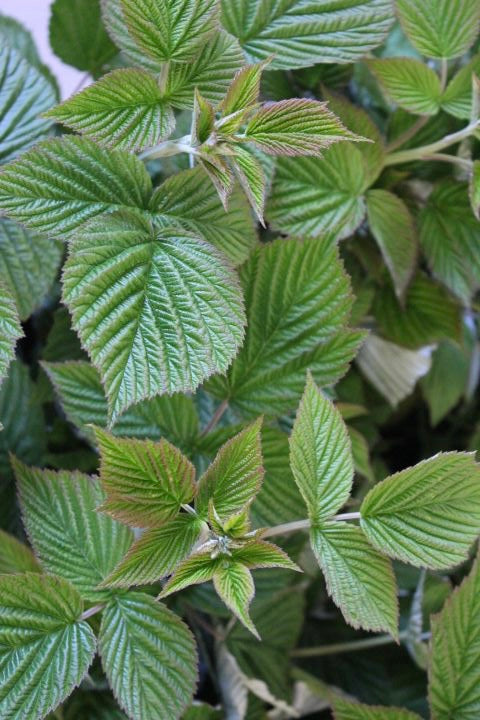 Tintura medicinal orgánica — Tónico uterino