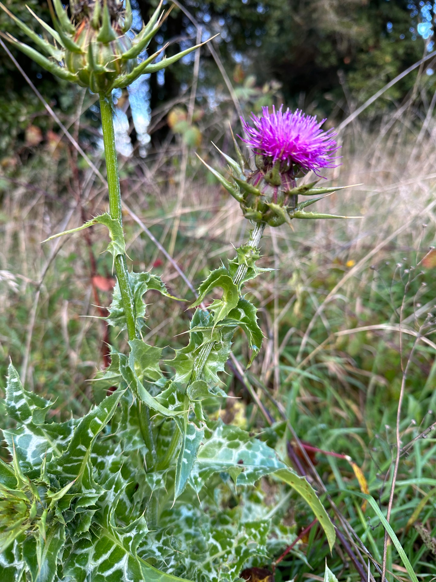 Tintura medicinal orgánica — Tónico hepático