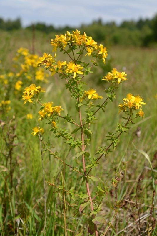Tintura medicinal orgánica — Hierba de San Juan